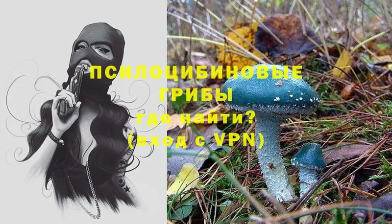 Галлюциногенные грибы Psilocybe  Горячий Ключ 